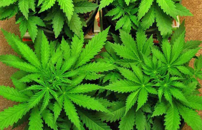 marijuana-cannabis-leaves.jpg